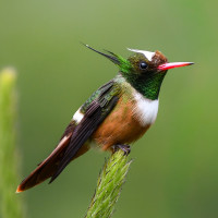 White-crested Coquette